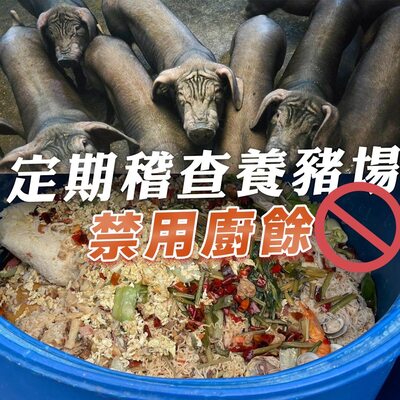 定期稽查養豬場禁用廚餘