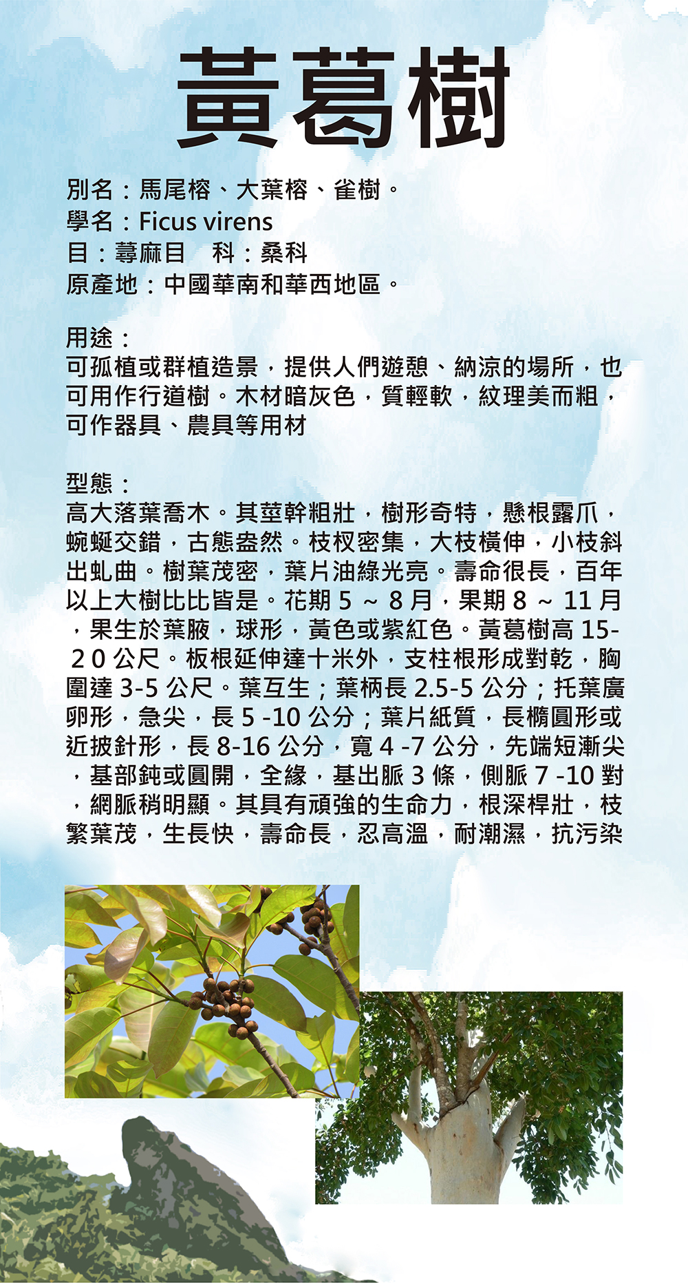 黃葛樹